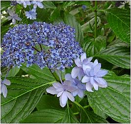 城ケ崎（紫陽花）ジョウガサキアジサイ