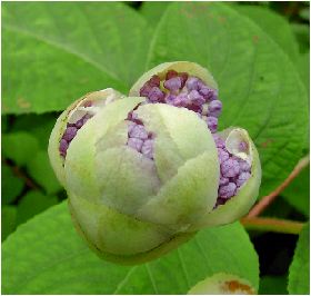 玉紫陽花（タマアジサイ）