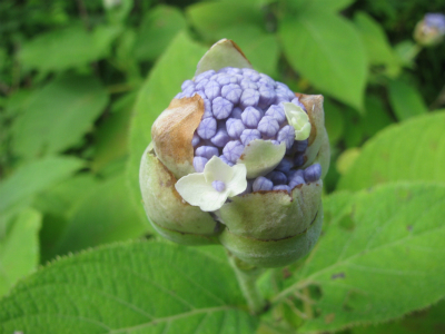 玉紫陽花（タマアジサイ）