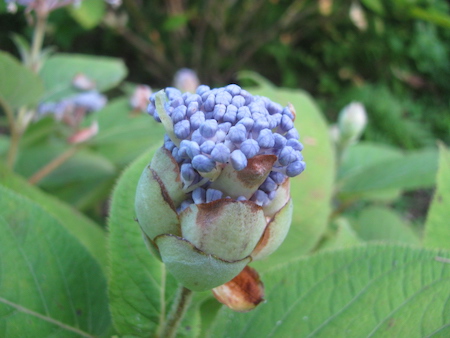 玉紫陽花（タマアジサイ）