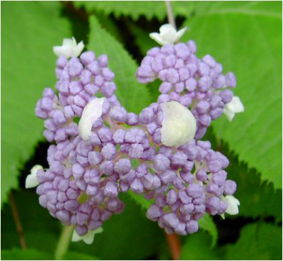 玉紫陽花（タマアジサイ）