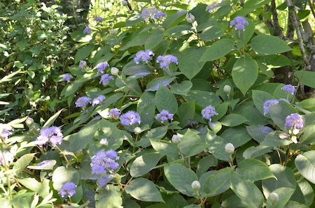 玉紫陽花（タマアジサイ）