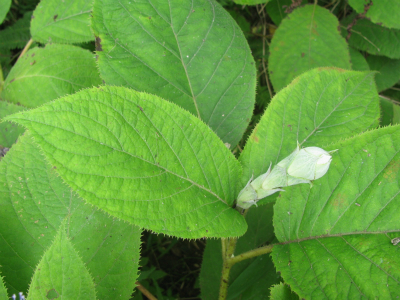 玉紫陽花（タマアジサイ）