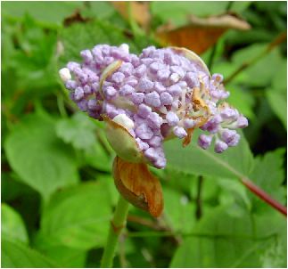 玉紫陽花（タマアジサイ）