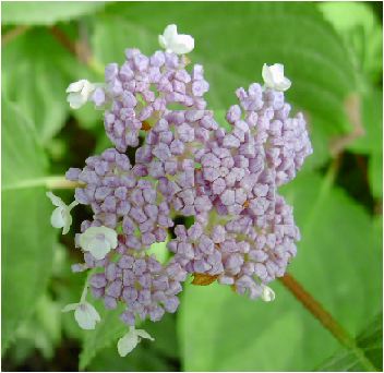 玉紫陽花（タマアジサイ）