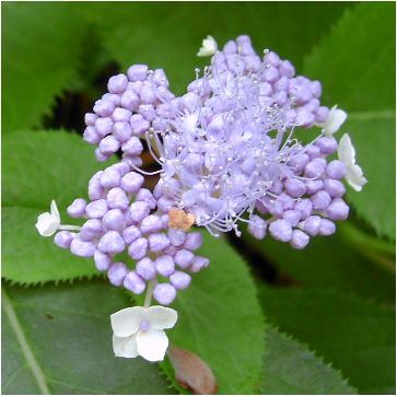 玉紫陽花（タマアジサイ）