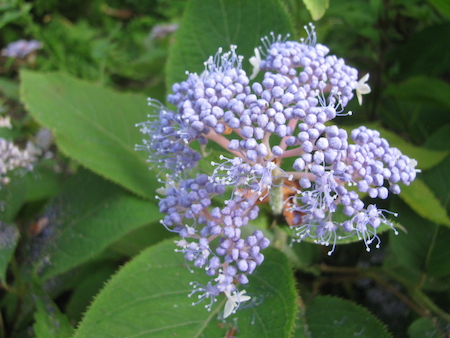 玉紫陽花（タマアジサイ）