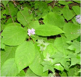 玉紫陽花（タマアジサイ）