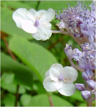 玉紫陽花（タマアジサイ）