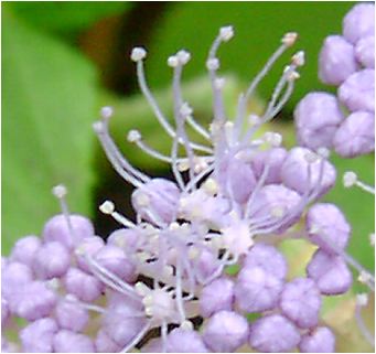 玉紫陽花（タマアジサイ）