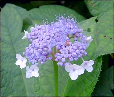 玉紫陽花（タマアジサイ）