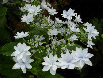 紫陽花 墨田の花火 スミダノハナビ アジサイ 北の森工房