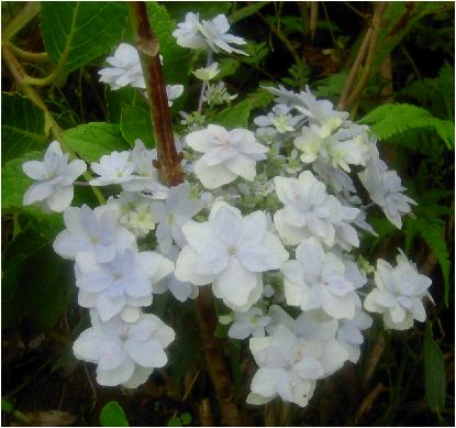 紫陽花 墨田の花火 スミダノハナビ アジサイ 北の森工房