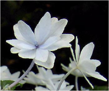 墨田の花火（スミダノハナビ）アジサイ