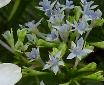 墨田の花火（スミダノハナビ）アジサイ