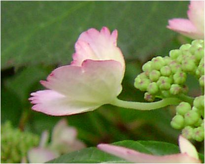 撫子顎紫陽花（ナデシコガクアジサイ）