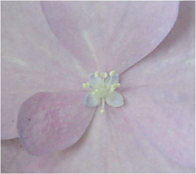 撫子顎紫陽花（ナデシコガクアジサイ）