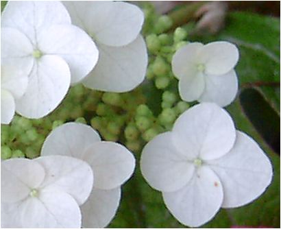 柏葉紫陽花（カシワバアジサイ）一重