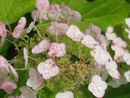 柏葉紫陽花（カシワバアジサイ）一重