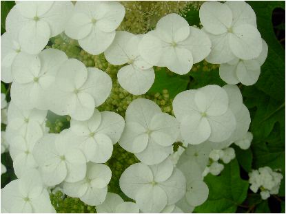 柏葉紫陽花（カシワバアジサイ）一重