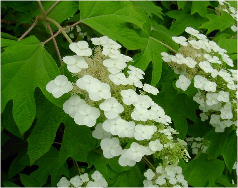 柏葉紫陽花（カシワバアジサイ）一重