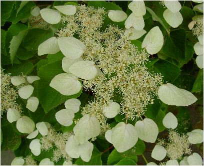 紫陽花／岩絡み（イワガラミ）アジサイ／茨城・水戸・涸沼