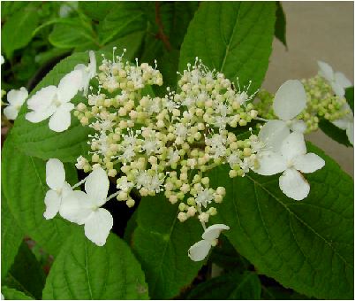 紅山紫陽花（クレナイヤマアジサイ）