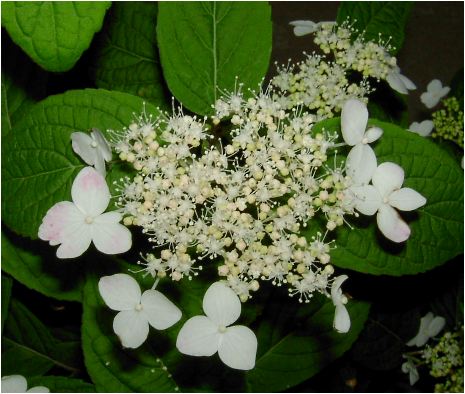 紅山紫陽花（クレナイヤマアジサイ）