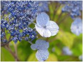 甘茶紫陽花（アマチャヤマアジサイ）