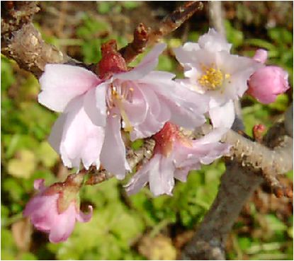 十月桜（ジュウガツサクラ）