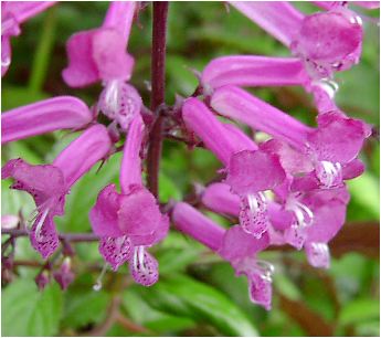 vNgTX(Plectranthus) Ԏ