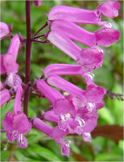 vNgTX(Plectranthus) Ԏ