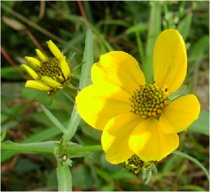 rfXEI[A(bidens aurea) 