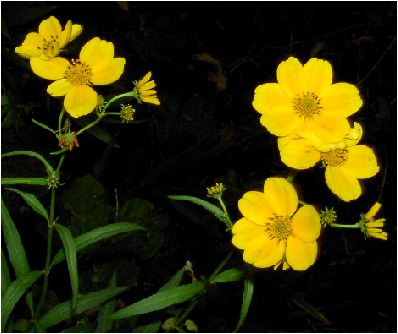 rfXEI[A(bidens aurea) 