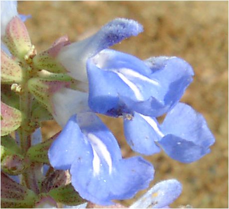 {bNZ[W(Salvia uliginosa)