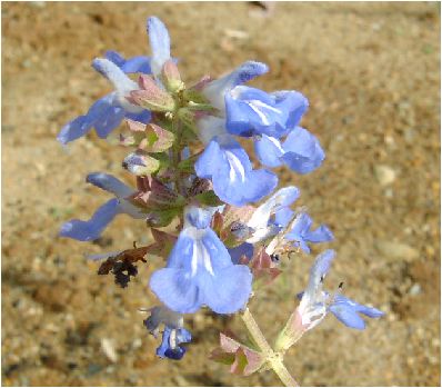 {bNZ[W(Salvia uliginosa)