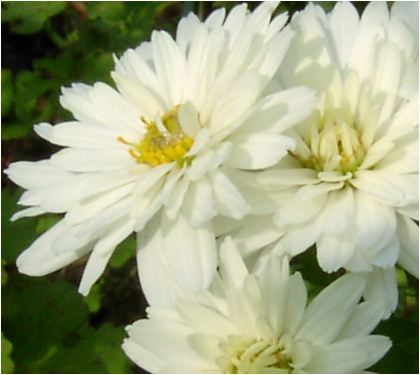 白色の小菊