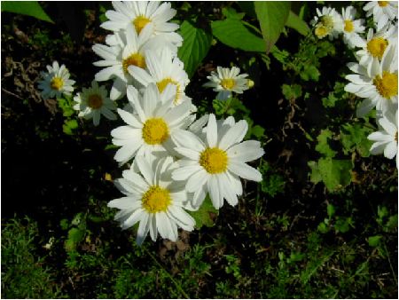 白色の小菊