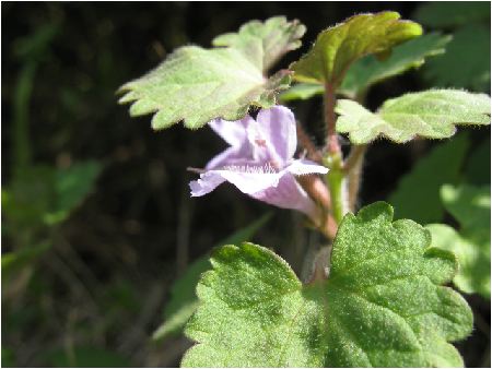 OR[}(glechoma hederacea)