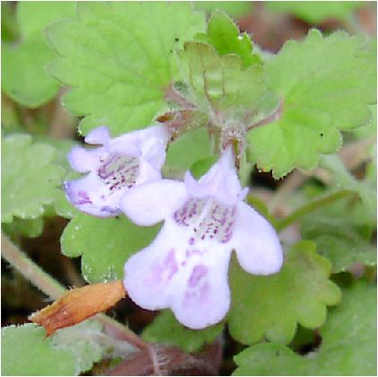 OR[}(glechoma hederacea)