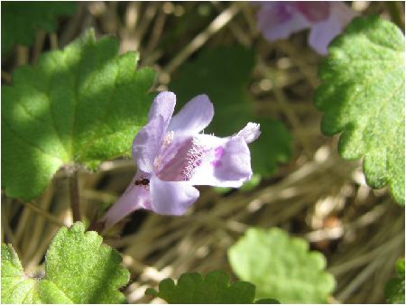 OR[}(glechoma hederacea)