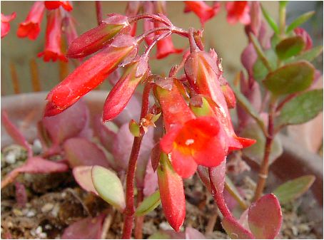 JRGE~xiKalanchoe manginii 'Mirabella' j