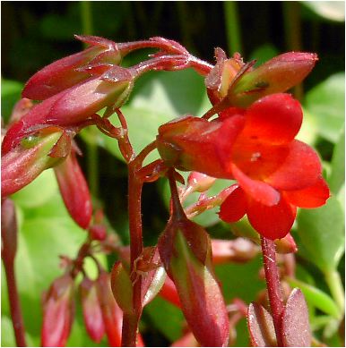 JRGE~xiKalanchoe manginii 'Mirabella' j