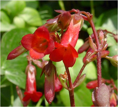 JRGE~xiKalanchoe manginii 'Mirabella' j