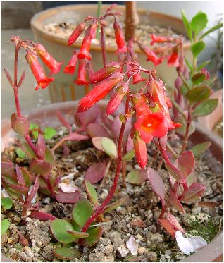 JRGE~xiKalanchoe manginii 'Mirabella' j