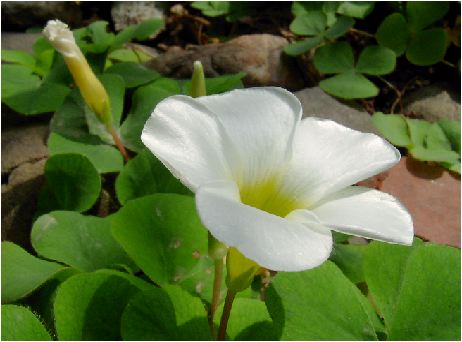 ILUXiOxalis Fj