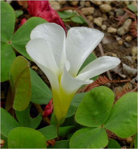 ILUXiOxalis Fj