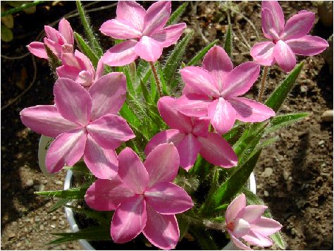 AbcFRhodohypoxis baurii