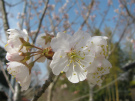 サクランボの木,実桜