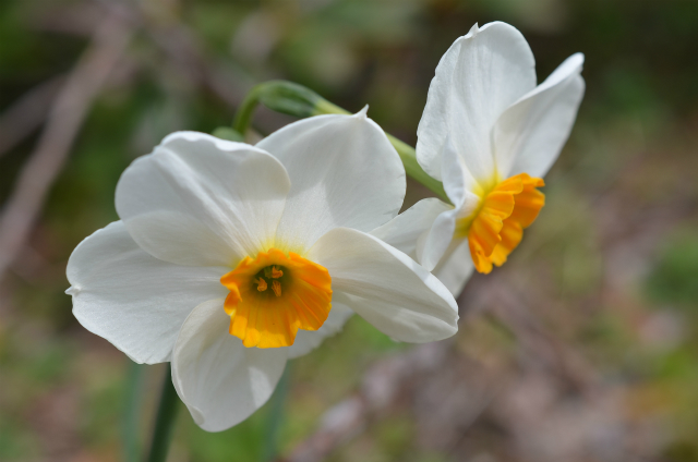 ,XCZ,[jE,Narcissus,Geranium Daffodil